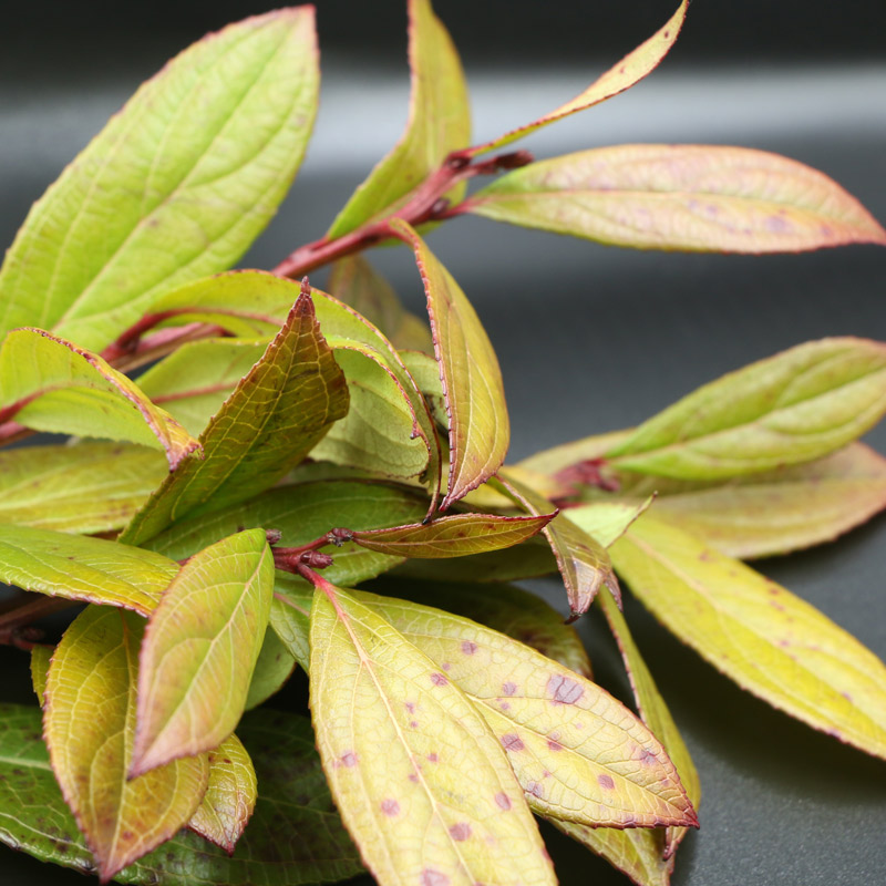 Wintergreen Essential Oil